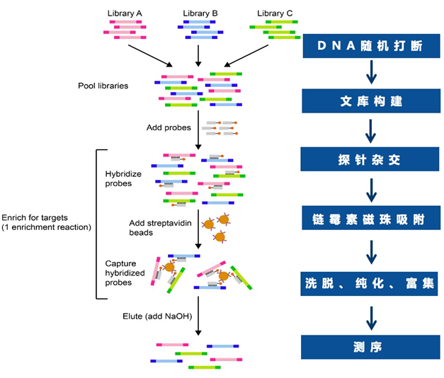 捕获流程.png